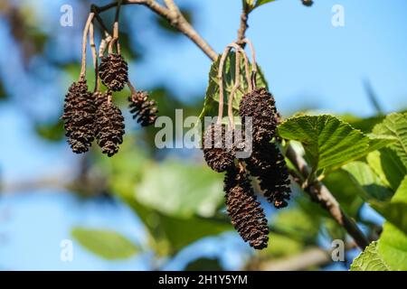Male flowers of common alder tree during spring Stock Photo