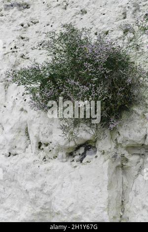 Shrub growing in the chalky cliff face Stock Photo