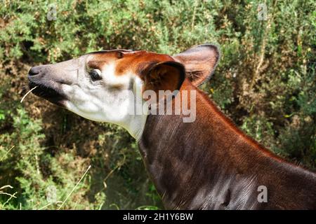 Okapi or forest giraffe, Okapia johnstoni Stock Photo