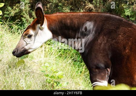 Okapi or forest giraffe, Okapia johnstoni Stock Photo