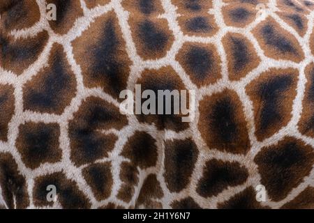 pattern of giraffe skin seen from the side Stock Photo