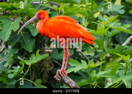 Scarlet ibis on a tree, Eudocimus ruber Stock Photo
