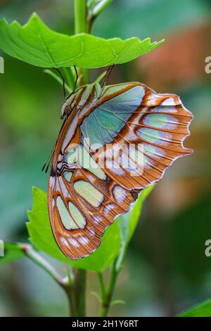 close up of the malachite butterfly, Siproeta stelenes Stock Photo