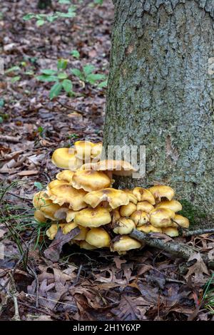 Honey Mushrooms, Stumpy mushrooms (Armillaria), Autumn, E USA, by James D Coppinger/Dembinsky Photo Assoc Stock Photo