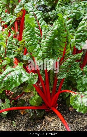 Chard or Swiss chard, Beta vulgaris, green leafy vegetable Stock Photo