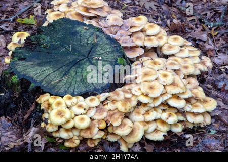 Honey Mushrooms, Stumpy mushrooms (Armillaria), Autumn, E USA, by James D Coppinger/Dembinsky Photo Assoc Stock Photo