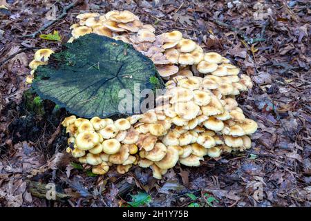 Honey Mushrooms, Stumpy mushrooms (Armillaria), Autumn, E USA, by James D Coppinger/Dembinsky Photo Assoc Stock Photo