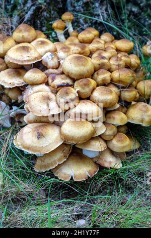 Honey Mushrooms, Stumpy mushrooms (Armillaria), Autumn, E USA, by James D Coppinger/Dembinsky Photo Assoc Stock Photo