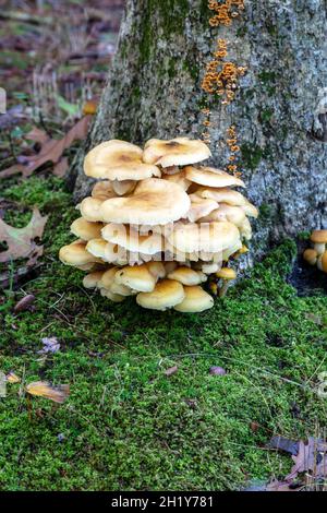 Honey Mushrooms, Stumpy mushrooms (Armillaria), Autumn, E USA, by James D Coppinger/Dembinsky Photo Assoc Stock Photo