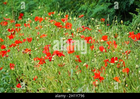 Wild red poppies in the meadow Stock Photo