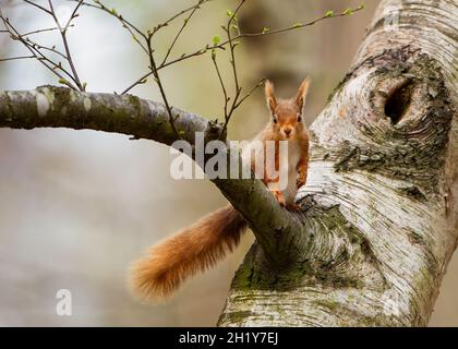 Red Squirrel on silver birch Stock Photo