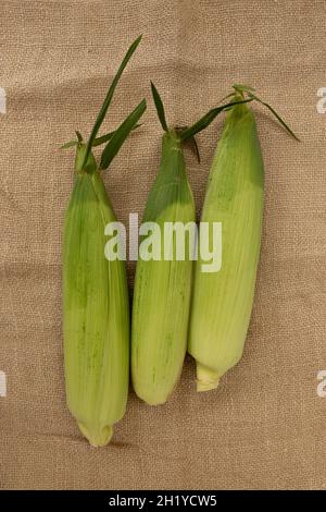 unpeeled yellow raw corn cobs on sackcloth, top view, three of corn cobs with green leaves, fresh vegetarian vegetables Stock Photo