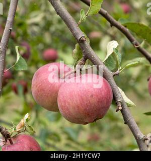 two red ripe apples hanging on branch against background of green foliage, fruits in garden, side view, close-up Stock Photo
