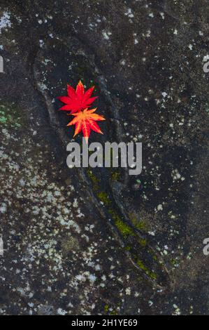 Autumn colors. Korean maple (Acer pseudosieboldianum) leaves on dark rock surface. Stock Photo