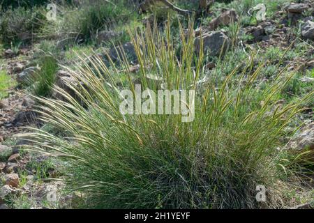 Close-up shot of Mauritanian Grass (Ampelodesmos mauritanicus) Stock Photo