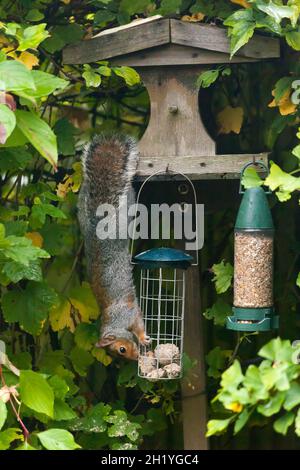 Cheeky grey squirrel hanging upside down feasting at a bird table fat ball feeder, Stock Photo