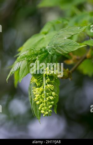 Berg-Ahorn, Bergahorn, Blüten, blühend,  Blüte, Ahorn, Acer pseudoplatanus, Sycamore, Erable sycomore, sycamore maple, L’érable sycomore Stock Photo