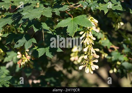 Berg-Ahorn, Bergahorn, Früchte, fruchtend, Blüte, Ahorn, Acer pseudoplatanus, Sycamore, Erable sycomore, sycamore maple, L’érable sycomore Stock Photo