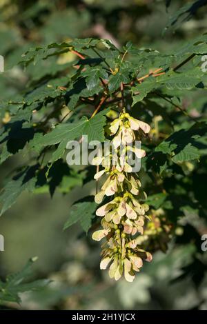 Berg-Ahorn, Bergahorn, Früchte, fruchtend, Blüte, Ahorn, Acer pseudoplatanus, Sycamore, Erable sycomore, sycamore maple, L’érable sycomore Stock Photo