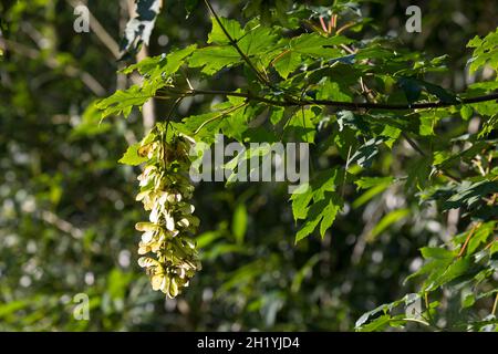 Berg-Ahorn, Bergahorn, Früchte, fruchtend, Blüte, Ahorn, Acer pseudoplatanus, Sycamore, Erable sycomore, sycamore maple, L’érable sycomore Stock Photo