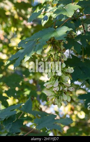 Berg-Ahorn, Bergahorn, Früchte, fruchtend, Blüte, Ahorn, Acer pseudoplatanus, Sycamore, Erable sycomore, sycamore maple, L’érable sycomore Stock Photo