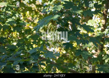 Berg-Ahorn, Bergahorn, Früchte, fruchtend, Blüte, Ahorn, Acer pseudoplatanus, Sycamore, Erable sycomore, sycamore maple, L’érable sycomore Stock Photo