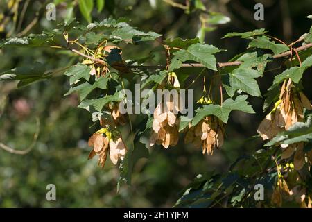 Berg-Ahorn, Bergahorn, Früchte, fruchtend, Blüte, Ahorn, Acer pseudoplatanus, Sycamore, Erable sycomore, sycamore maple, L’érable sycomore Stock Photo