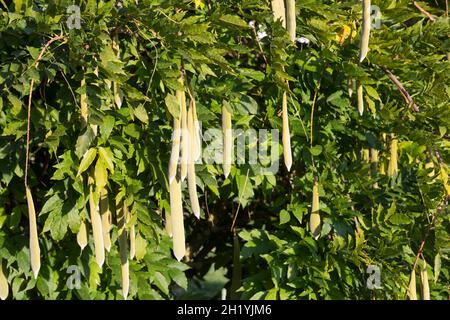 Blauregen, Wisteria sinensis, Chinesischer Blauregen, Schoten, Samen Stock  Photo - Alamy