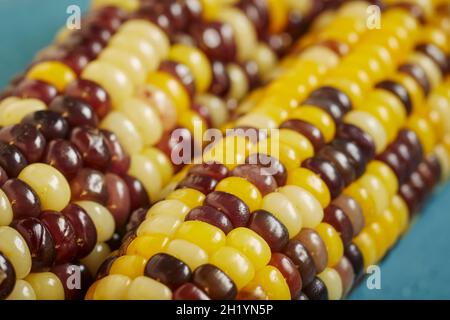 Coloured, cooked corn cobs (Korea) Stock Photo