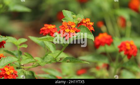 Lantana camera flowers in the yard it is pile of orange flower and the plant it beautiful natural Stock Photo