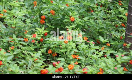 Lantana camera flowers in the yard it is pile of orange flower and the plant it beautiful natural Stock Photo