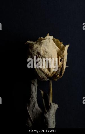 Macro of white dried rose  flower. Stock Photo