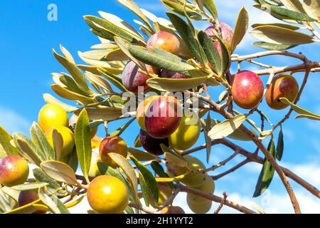 Ripe olives hanging on the branch. Olive harvesting concept. Stock Photo