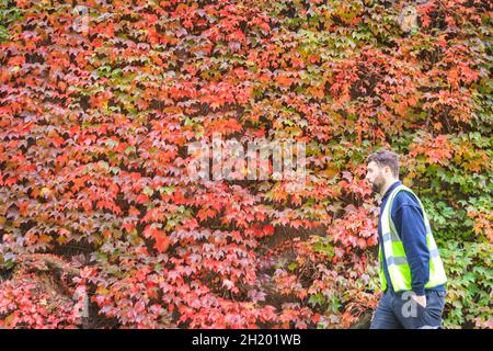Westminster, London, UK. 19th Oct, 2021. People walk past the vibrant wall. The virginia creeper (Parthenocissus quinquefolia) at the Admiralty Citadel near Horseguards Parade is slowly turning to its vibrant red and orange autumn colours, on a very mild day in London with temperatures around 19 degrees. Credit: Imageplotter/Alamy Live News Stock Photo