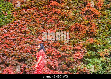Westminster, London, UK. 19th Oct, 2021. People walk past the vibrant wall. The virginia creeper (Parthenocissus quinquefolia) at the Admiralty Citadel near Horseguards Parade is slowly turning to its vibrant red and orange autumn colours, on a very mild day in London with temperatures around 19 degrees. Credit: Imageplotter/Alamy Live News Stock Photo