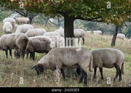 Flock of domestic sheep grazing under tree in pasture. Stock Photo