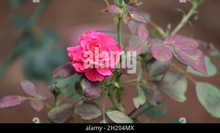 Against the background of beautiful young red rose flower rose leaves on the plant Stock Photo