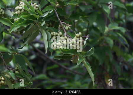 The hanging pods are as beautiful as the green mosaic with greenery blur background Stock Photo