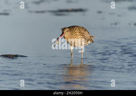Curlew, Numenius arquata, Single bird in water on beach with crab, Northumberland, October 2021 Stock Photo