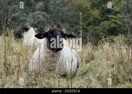 Sheep with white body and black face resting in tall grass meadow. Stock Photo