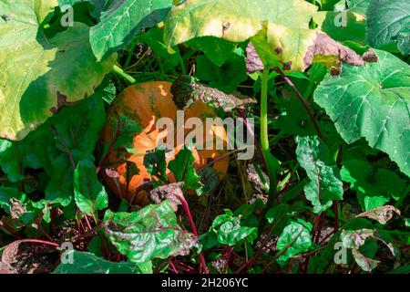 One large orange round pumpkin grows in the garden. There are many green leaves around. The sun shines brightly on the vegetable with yellow light Stock Photo