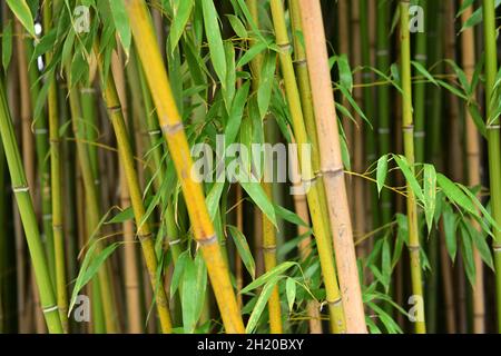 Bambus-Wald im Botanischen Garten in Wien, sterreich, Europa - Bamboo  forest in the Botanical Garden in Vienna, Austria, Europe Stock Photo -  Alamy