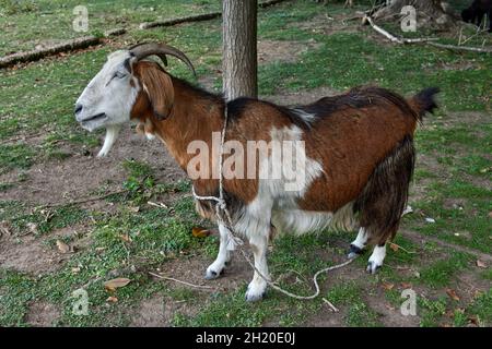 Brown and white goat in profile tied to a tree with a rope on a farm. horizontal. Argentina Stock Photo