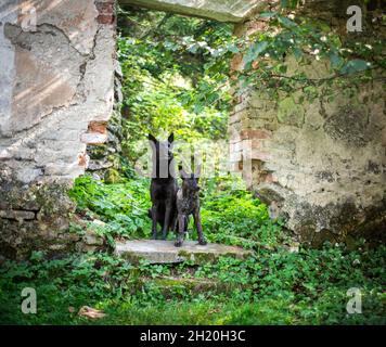 Two Dutch Shepherd Dogs sitting Stock Photo