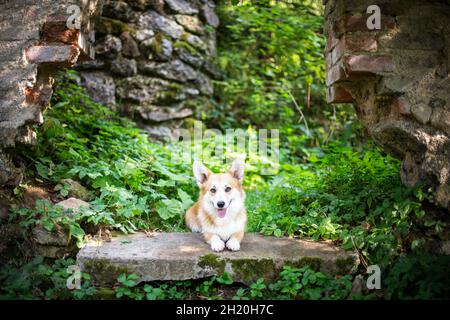 Welsh Corgi Pembroke in the forest Stock Photo