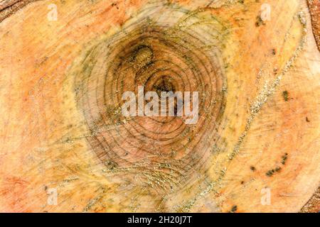 Background from freshly sawn old bird cherry tree. Stock Photo