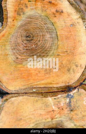 Background from freshly sawn old bird cherry tree. Stock Photo