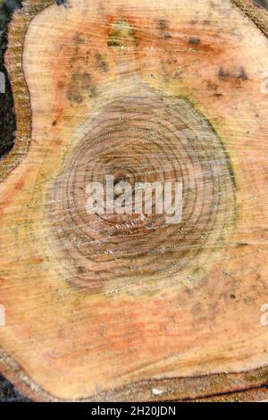Background from freshly sawn old bird cherry tree. Stock Photo