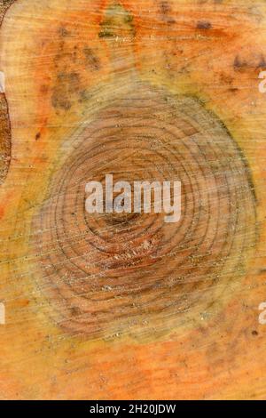 Background from freshly sawn old bird cherry tree. Stock Photo