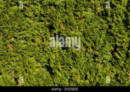 Green leaf surface texture. Abstract plant backdrop. Natural effect pattern. Textured background. Graphic resource. Stock Photo